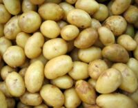 ଆଳୁ ଗୋଦାମରେ ସ୍ଥିତି ପରଖିଲେ ଯୋଗାଣ ମନ୍ତ୍ରୀ: କହିଲେ- ଚଢ଼ା ଦରରେ ବିକିଲେ ହେବ କାର୍ଯ୍ୟାନୁଷ୍ଠାନ