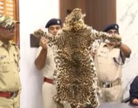 7 people, including a OSIF jawan, arrested for selling wildlife body parts