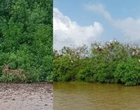 Will nature’s mangrove defense wall save Bhitarkanika from Cyclone Dana’s fury?