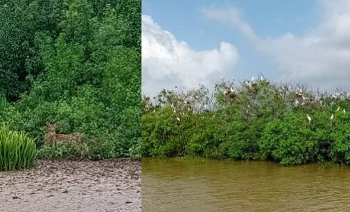 Will nature’s mangrove defense wall save Bhitarkanika from Cyclone Dana’s fury?