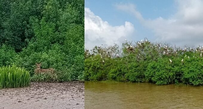 Will nature’s mangrove defense wall save Bhitarkanika from Cyclone Dana’s fury?