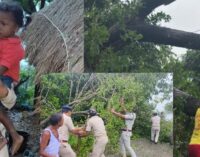 Cyclone Dana batters Odisha Coast after midnight landfall at Bhitarkanika, uproots trees and damages homes