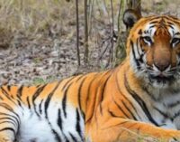 Royal Bengal Tiger from Maharashtra arrives at Odisha’s Similipal Tiger Reserve