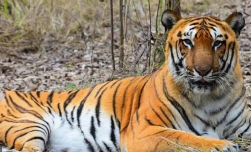 Royal Bengal Tiger from Maharashtra arrives at Odisha’s Similipal Tiger Reserve