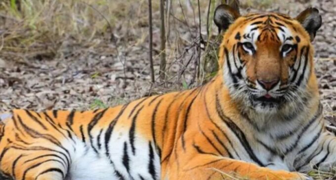 Royal Bengal Tiger from Maharashtra arrives at Odisha’s Similipal Tiger Reserve