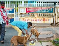 Odisha government pledges to protect stray dogs from Cyclone ‘Dana’