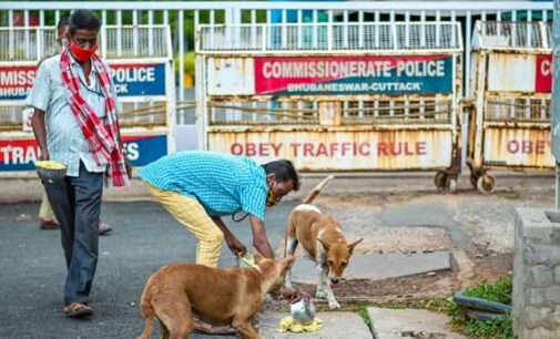 Odisha government pledges to protect stray dogs from Cyclone ‘Dana’