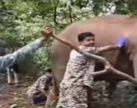 Elephant shot with arrows fighting for life in Odisha’s Cuttack