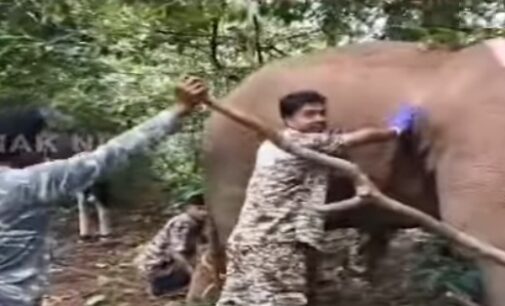 Elephant shot with arrows fighting for life in Odisha’s Cuttack