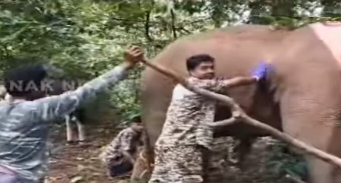 Elephant shot with arrows fighting for life in Odisha’s Cuttack