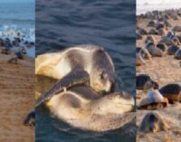 Odisha government imposes seven-month fishing ban to protect Olive Ridley turtles in Gahirmatha