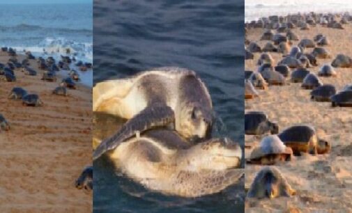 Odisha government imposes seven-month fishing ban to protect Olive Ridley turtles in Gahirmatha