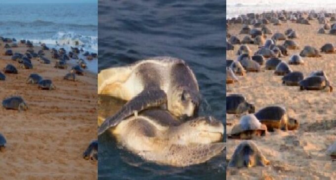 Odisha government imposes seven-month fishing ban to protect Olive Ridley turtles in Gahirmatha