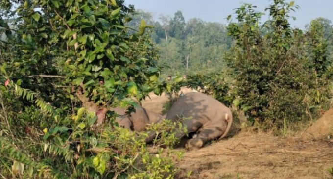 ହାତୀ ମୃତ୍ୟୁ ଘଟଣା:୩ କ୍ଷେତ୍ର ବନ କର୍ମଚାରୀ ସସ୍‌ପେଣ୍ଡ