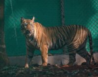 Odisha: Maharashtra Tigress Zeenat released into Similipal Tiger Reserve