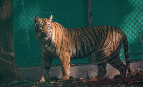 Odisha: Maharashtra Tigress Zeenat released into Similipal Tiger Reserve