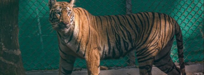 Odisha: Maharashtra Tigress Zeenat released into Similipal Tiger Reserve