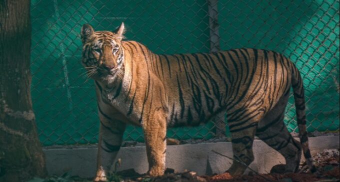 Odisha: Maharashtra Tigress Zeenat released into Similipal Tiger Reserve