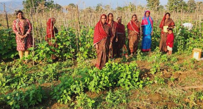 ବୌଦ୍ଧ ଜିଲ୍ଲାର ଉପାନ୍ତ ଅଞ୍ଚଳରେ ପନିପରିବା ଚାଷ ତାଲିମ ସହିତ କ୍ଷେତ୍ର ପରିଦର୍ଶନ କଲେ କୃଷି ବୈଜ୍ଞାନିକ