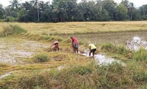 ଅଦିନିଆ ବର୍ଷାରେ ଫସଲ କ୍ଷୟକ୍ଷତି: ଚାଷୀଙ୍କ ପାଇଁ ବଡ଼ ଘୋଷଣା କଲେ ରାଜସ୍ଵ ମନ୍ତ୍ରୀ