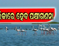 ୧୮ରେ ଚିଲିକାରେ ହେବ ପକ୍ଷୀ ଗଣନା, ୩ ଦିନ ଡଲଫିନ୍ ଗଣନା