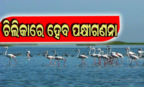 ୧୮ରେ ଚିଲିକାରେ ହେବ ପକ୍ଷୀ ଗଣନା, ୩ ଦିନ ଡଲଫିନ୍ ଗଣନା