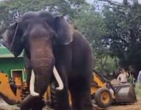 ଆଖି ବୁଜିଲା ଶିମିଳିପାଳର ୬୫ ବର୍ଷ ବୟସ୍କ ହାତୀ ମହେନ୍ଦ୍ର