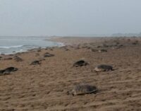 Record mass nesting of Olive Ridley Sea Turtles at Rushikulya river mouth 
