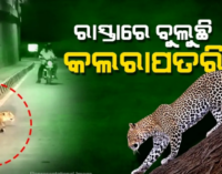 ଆଠଗଡ଼ରେ ବୁଲୁଛି କଲରାପତରିଆ ବାଘ