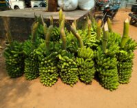 ପାଚିଲା କଦଳୀରେ ସ୍ପ୍ରେ ହେଉଛି ମାରାତ୍ମକ ରସାୟନ