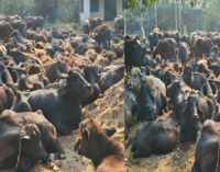 ପଶ୍ଚିମବଙ୍ଗକୁ ଚାଲାଣ ବେଳେ ୧୮୫ ମଇଁଷିଙ୍କୁ ଉଦ୍ଧାର କଲା ମୋରଡ଼ା ପୁଲିସ, ୬ ଗୋଚାଲାଣକାରୀ ଅଟକ