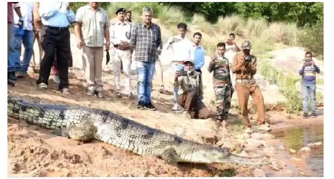 Seven adult gharials released into Odisha’s Satkosia in conservation boost