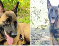 CRPF dog killed in bee attack during Korgotalu hills anti-Naxal operation