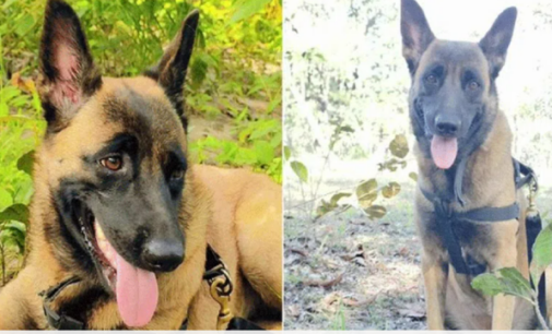 CRPF dog killed in bee attack during Korgotalu hills anti-Naxal operation