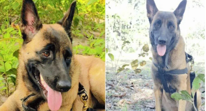 CRPF dog killed in bee attack during Korgotalu hills anti-Naxal operation