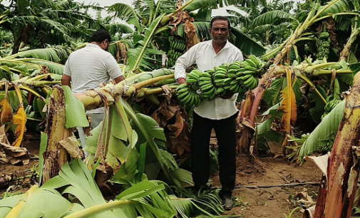 14 dead, 16 injured as Gujarat lashed by strong winds, thunderstorms