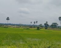 Odisha Govt to plant palm trees worth Rs 6 crore to prevent lightning deaths