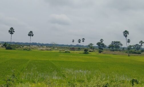 Odisha Govt to plant palm trees worth Rs 6 crore to prevent lightning deaths