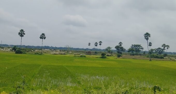 Odisha Govt to plant palm trees worth Rs 6 crore to prevent lightning deaths