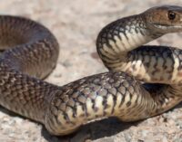 ସାପ କାମୁଡ଼ାରେ ଭାଇ ଭଉଣୀ ମୃତ