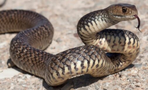 ସାପ କାମୁଡ଼ାରେ ଭାଇ ଭଉଣୀ ମୃତ