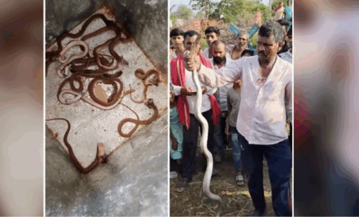 Three dozens of snakes found hiding under floor tiles in house in Chhattisgarh