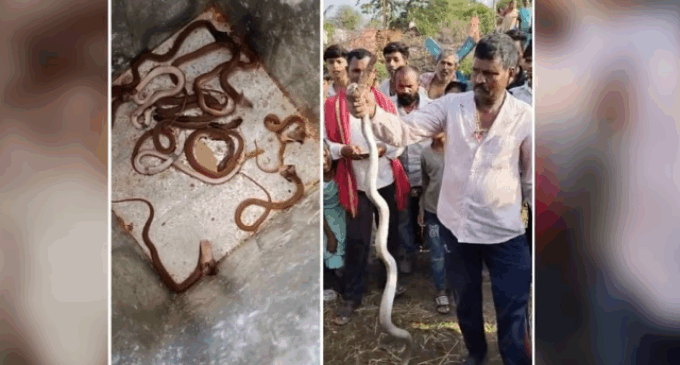 Three dozens of snakes found hiding under floor tiles in house in Chhattisgarh
