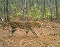 Similipal becomes Odisha’s key hub for tiger conservation