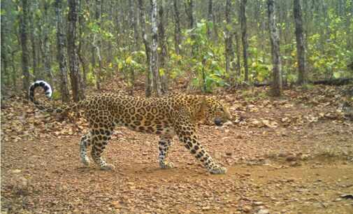 Similipal becomes Odisha’s key hub for tiger conservation