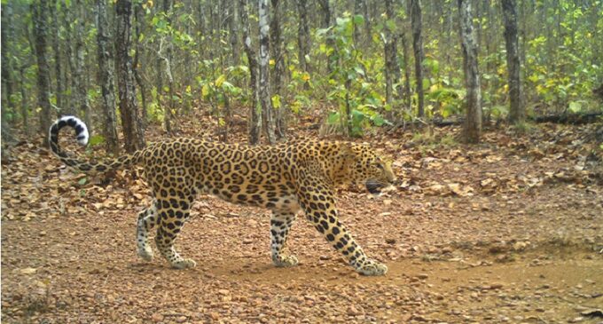 Similipal becomes Odisha’s key hub for tiger conservation