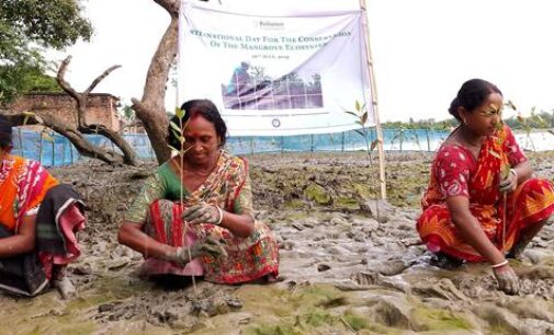 Finding the right spot: Reliance Foundation develops holistic approach to identify mangrove plantation sites