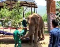 Odisha deploys first state-of-the-art elephant transport truck