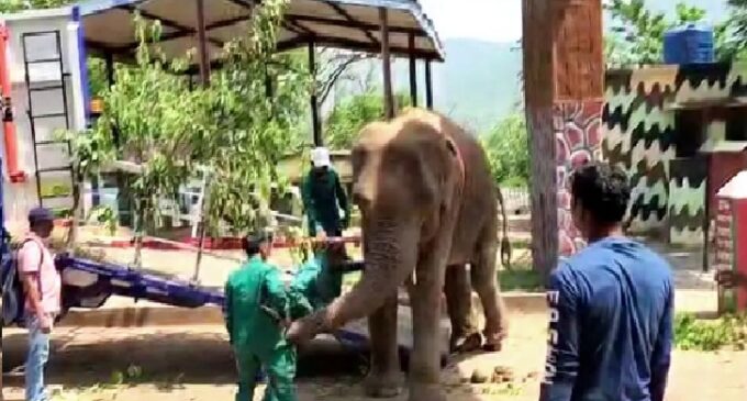 Odisha deploys first state-of-the-art elephant transport truck