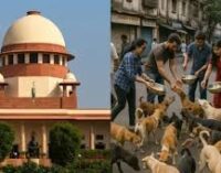 SC modifies stray dogs ruling; allows release from shelters after vaccination, but bans public feeding
